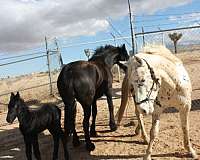 beginner-friesian-horse