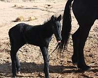 breeding-friesian-horse