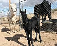 black-friesian-colt