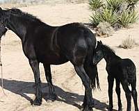 black-breeding-horse