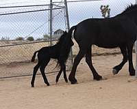 black-natural-horsemanship-training-horse