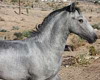 none-horse