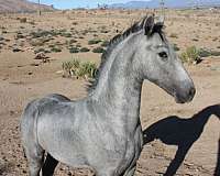 black-none-horse