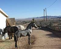 breeding-friesian-horse