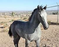 natural-horsemanship-training-friesian-horse