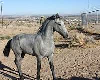 black-beginner-horse