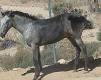 black-breeding-horse