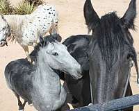 black-natural-horsemanship-training-horse