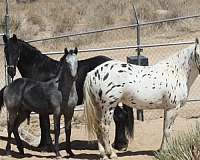 beginner-colt