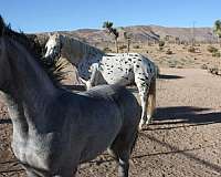 breeding-colt