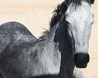 natural-horsemanship-training-colt