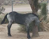 beginner-horse