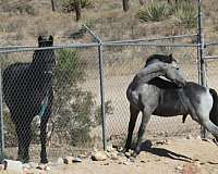 breeding-horse