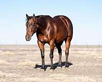 athletic-quarter-horse