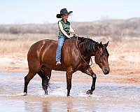 calf-roping-quarter-horse