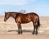 ranch-work-quarter-horse