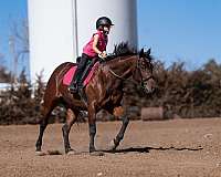 ridden-english-quarter-horse