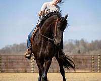 athletic-friesian-horse