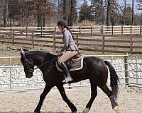 dressage-friesian-horse