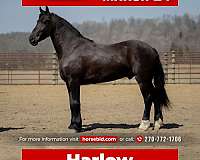 all-around-friesian-horse