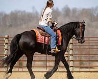 driving-friesian-horse