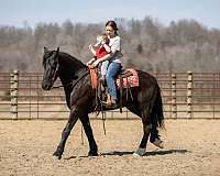 flashy-friesian-horse