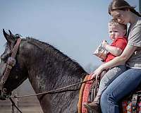 jumping-friesian-horse