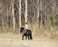 parade-friesian-horse