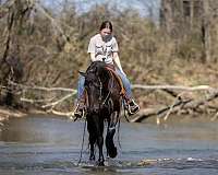 performance-friesian-horse