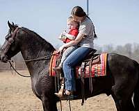 ridden-english-friesian-horse