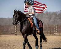 ridden-western-friesian-horse