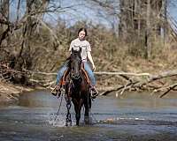 show-friesian-horse