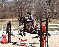 trail-riding-friesian-horse