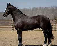 black-friesian-gelding