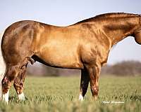 breeding-quarter-horse