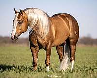 athletic-quarter-horse