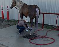 western-riding-quarter-horse