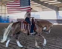 working-cattle-quarter-horse