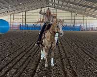 palomino-quarter-horse-stallion