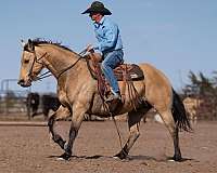 calf-roping-quarter-horse