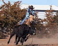 ranch-work-quarter-horse