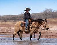 roping-quarter-horse