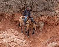 trail-riding-quarter-horse