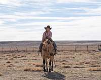 buckskin-quarter-horse-gelding