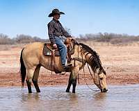 western-riding-quarter-horse