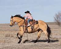 working-cattle-quarter-horse