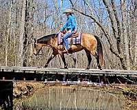 ranch-versatility-quarter-horse