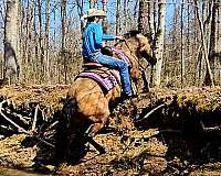 ranch-work-quarter-horse