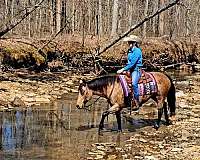 trail-riding-quarter-horse