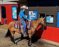 buckskin-quarter-horse-mare